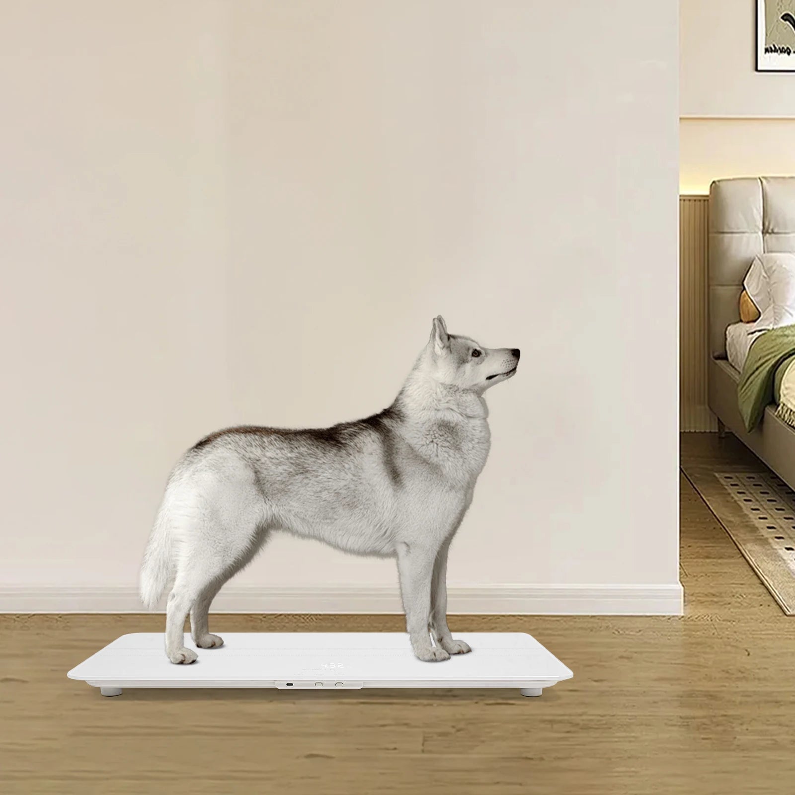 Smart Pet Scale 100kg Digital Scale W/LED Display High Precision 10g Deviation USB Charging Vet Scale for Pet Health Monitoring