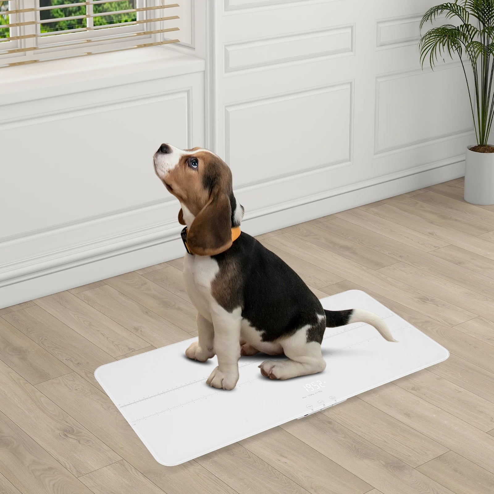 Smart Pet Scale 100kg Digital Scale W/LED Display High Precision 10g Deviation USB Charging Vet Scale for Pet Health Monitoring